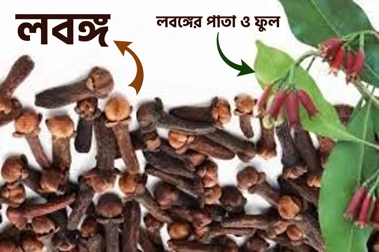 প্রতিদিন ২টি লবঙ্গ খেলে কী হয়: এই জনপ্রিয় সুস্থতা অভ্যাসটি নিয়ে কাছ থেকে এক নজর