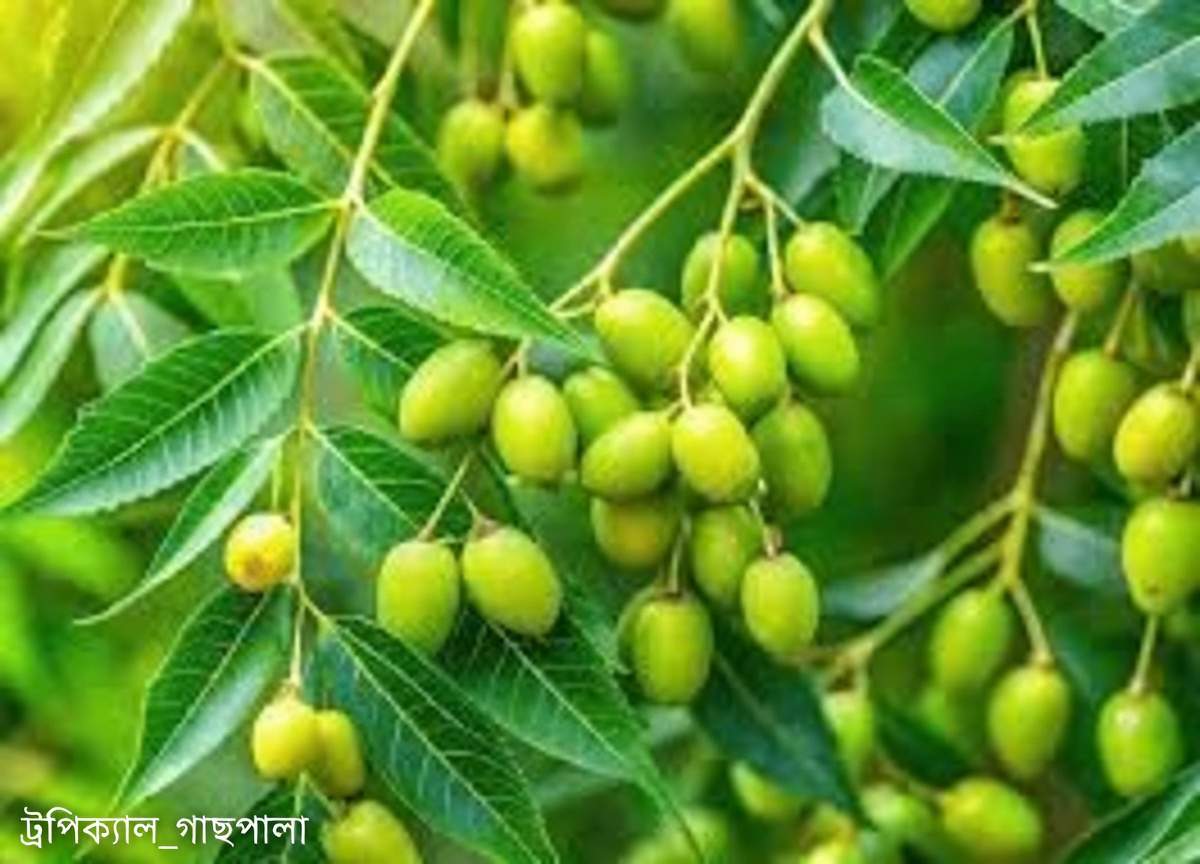 নিম পাতার ঐতিহ্যবাহী ব্যবহার ও দৈনন্দিন সুস্থতা সহায়তায় সহজ ব্যবহারিক পরামর্শ আবিষ্কার করুন