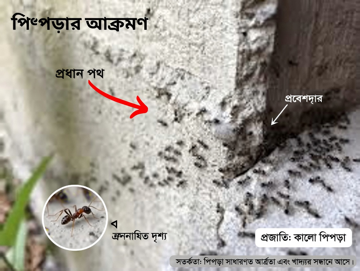 কেন আপনার বাড়িতে পোকামাকড় বারবার ফিরে আসে