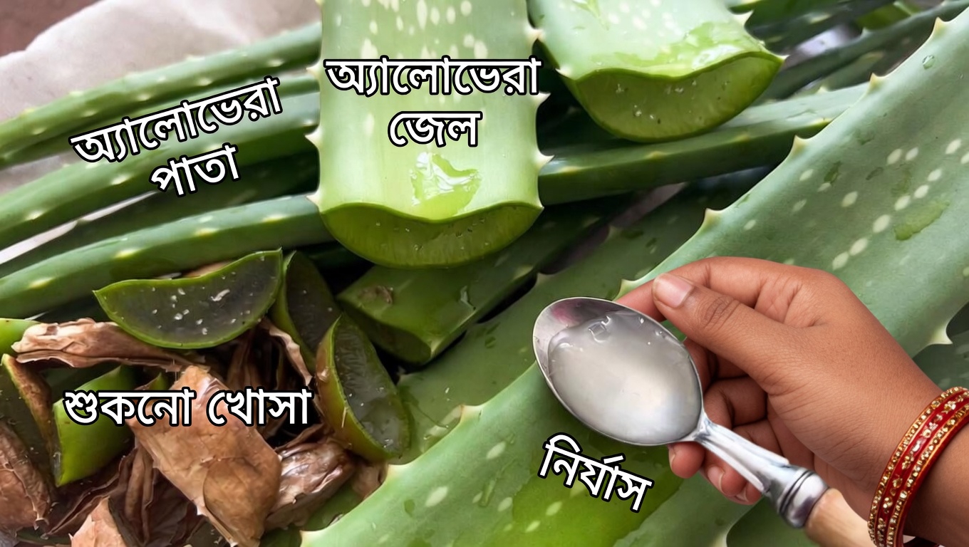 ত্বক ও সুস্থতার জন্য মানুষ প্রতিদিন অ্যালোভেরা কী কী উপায়ে ব্যবহার করে?