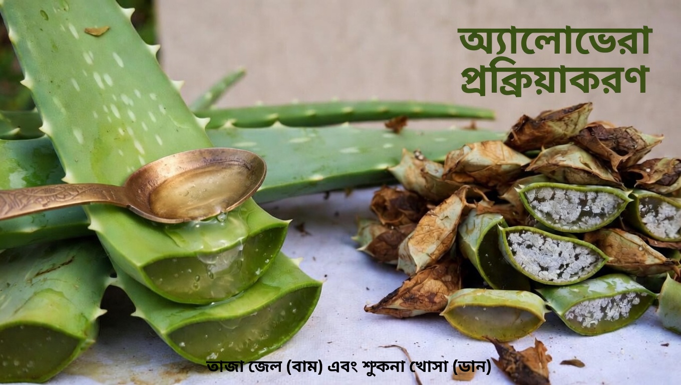 ত্বক ও সুস্থতার জন্য মানুষ প্রতিদিন অ্যালোভেরা কী কী উপায়ে ব্যবহার করে?