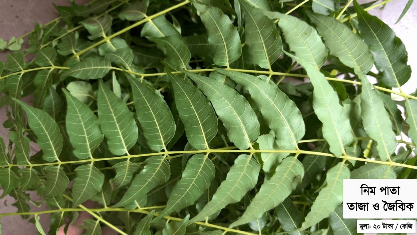 নিমপাতা: ঐতিহ্যবাহী ব্যবহার ও সম্ভাব্য সুস্থতা-সহায়তা অন্বেষণ
