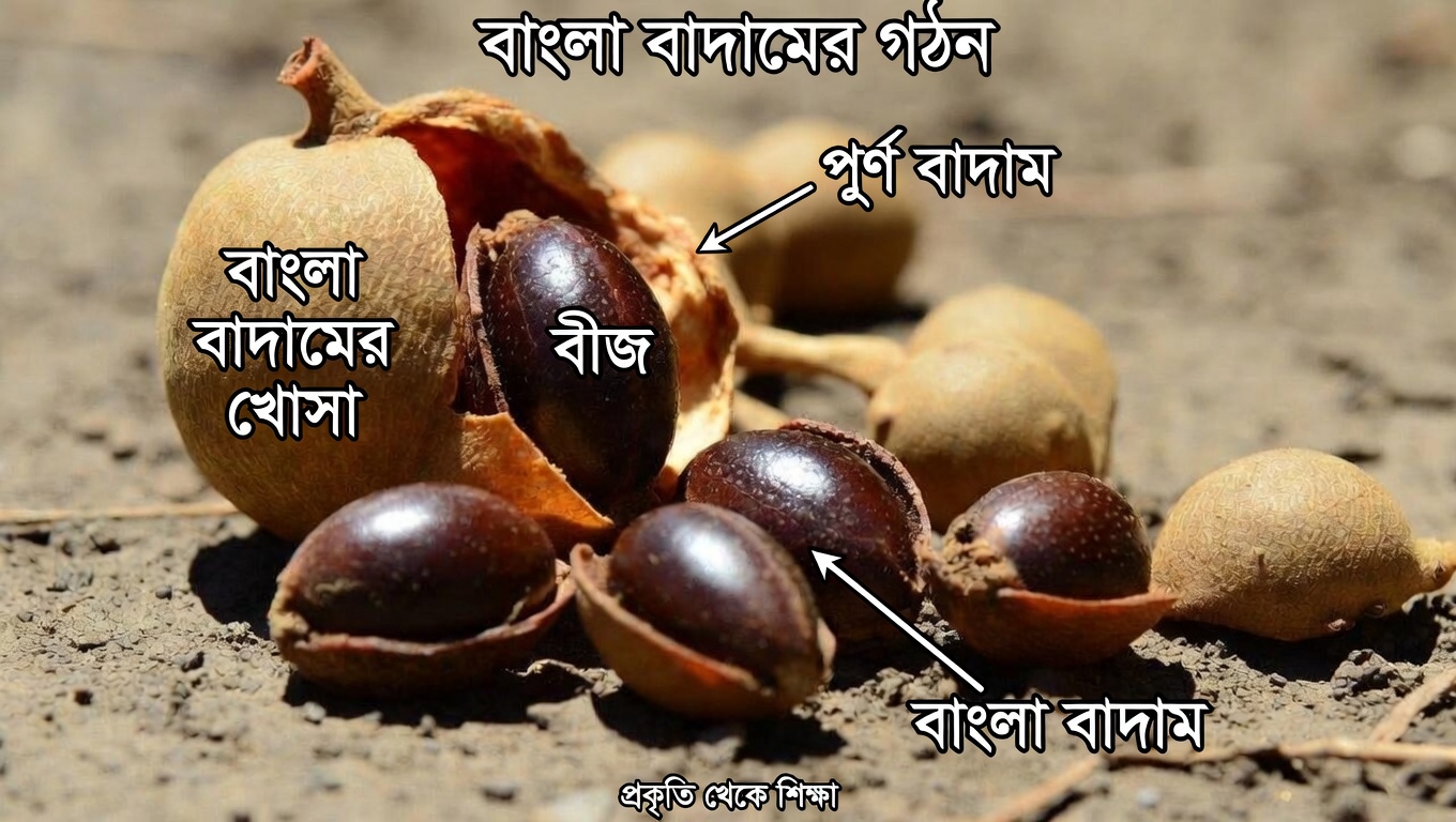 তেঁতুলের বীজ কি আপনার শরীরকে মাইক্রোপ্লাস্টিকের সঙ্গে মোকাবিলায় সাহায্য করতে পারে? প্রাথমিক গবেষণায় যা দেখা যাচ্ছে