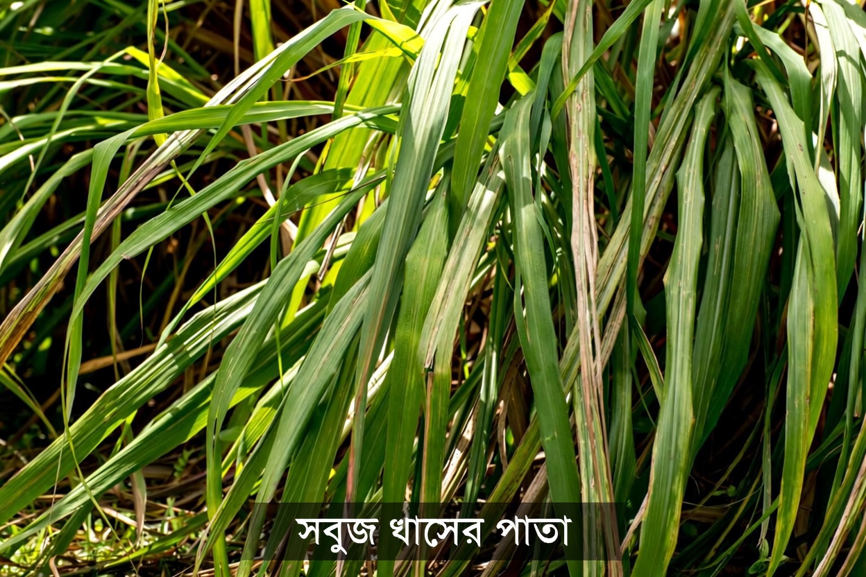 আজ রাতেই মশা থামাবেন? মেক্সিকোর অনেক বাড়ি যে ৫টি বাগানের গাছ ভুলে যাচ্ছে