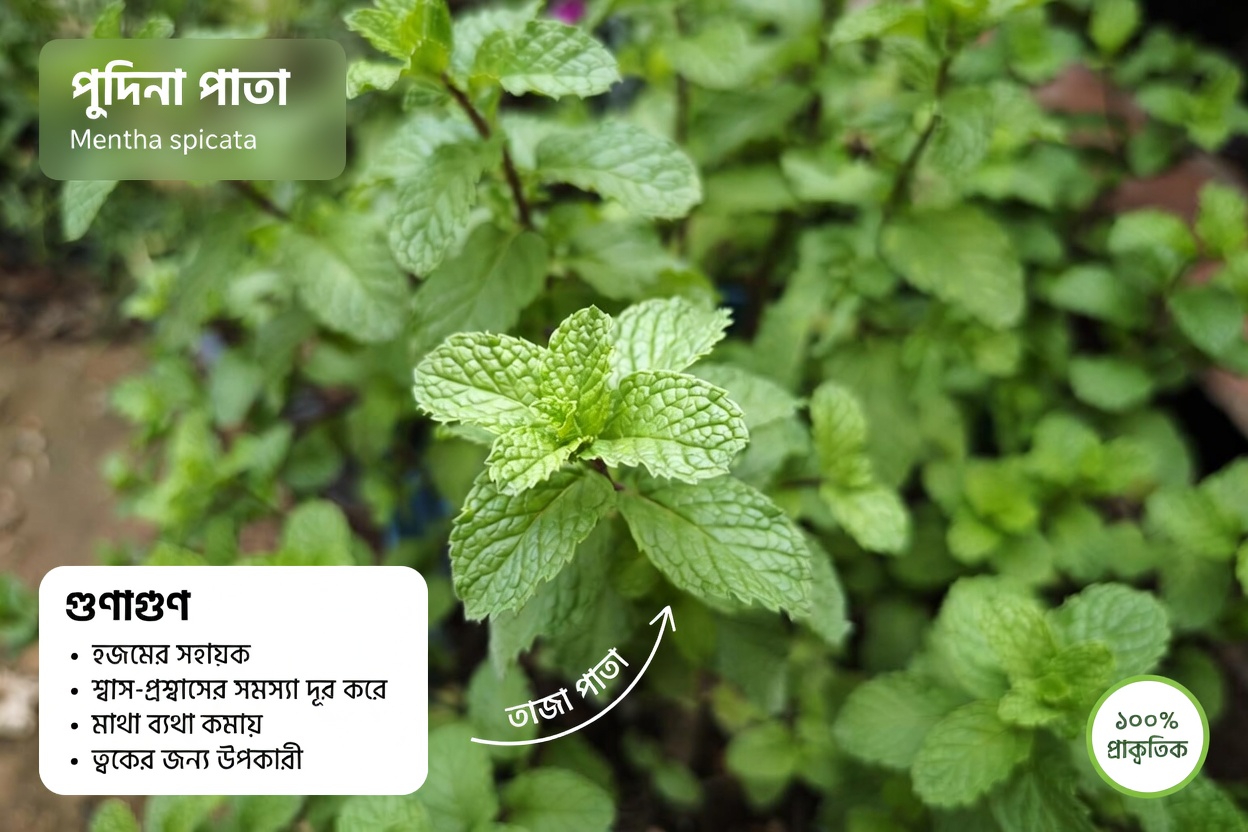 আজ রাতেই মশা থামাবেন? মেক্সিকোর অনেক বাড়ি যে ৫টি বাগানের গাছ ভুলে যাচ্ছে