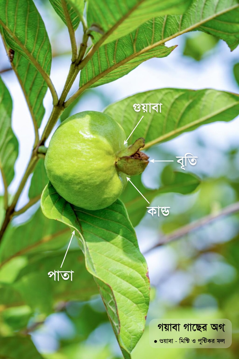 বয়স বাড়ার সঙ্গে সঙ্গে আপনার চোখ সুরক্ষিত রাখতে কি এই দৈনন্দিন ফলটি সাহায্য করতে পারে?