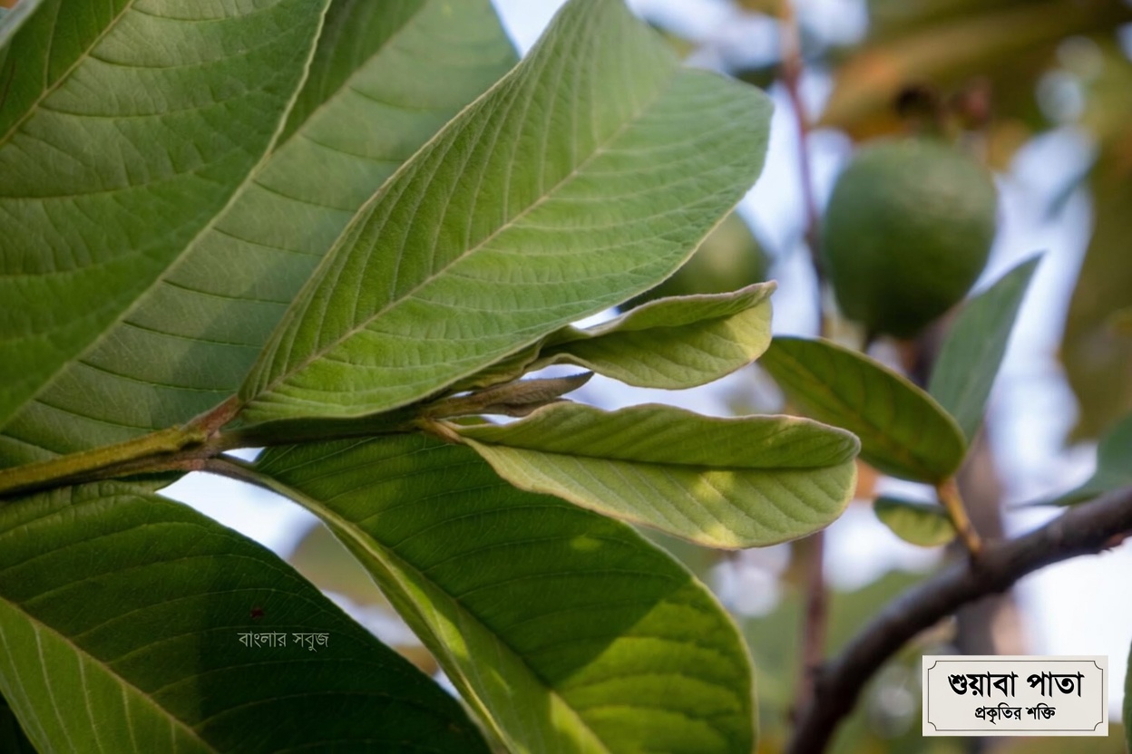 পেয়ারার পাতা কি দাঁতের যত্নে সহায়তা করতে পারে? মেক্সিকোর বয়স্কদের জানা উচিত এমন ৩টি ঐতিহ্যবাহী অভ্যাস