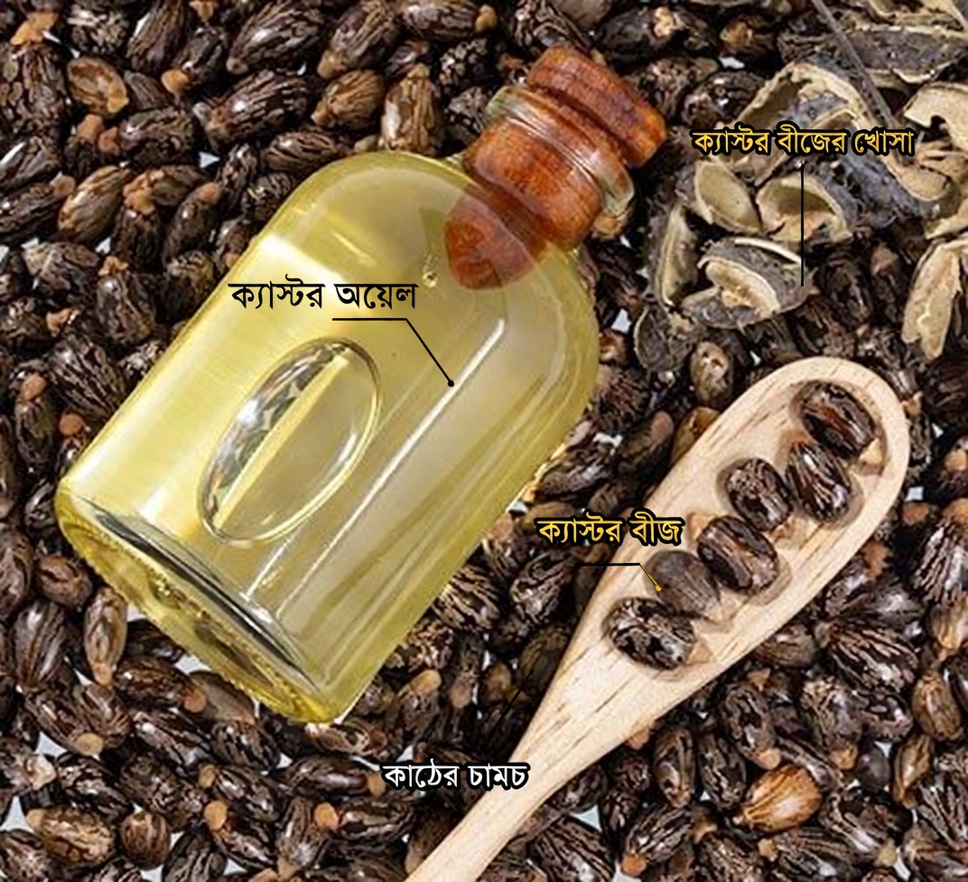 ক্যাস্টর অয়েলের ২ ফোঁটা ও মধু কি ৫০-এর পর নারীদের সাহায্য করতে পারে?