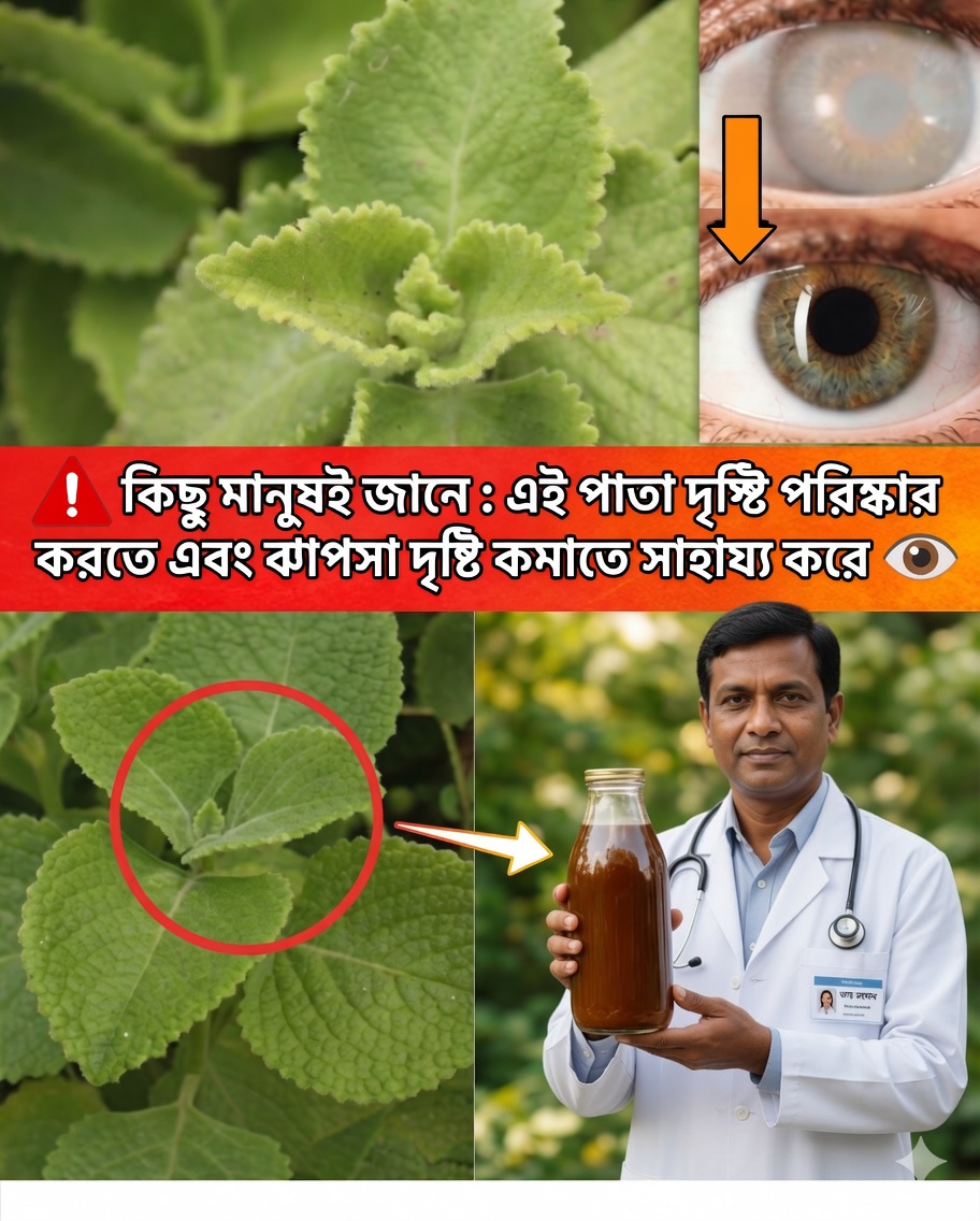 দৃষ্টিশক্তির জন্য ওরিগান ওরেহোন: প্রাকৃতিক প্রতিকার, উপকারিতা ও ব্যবহারের পদ্ধতি