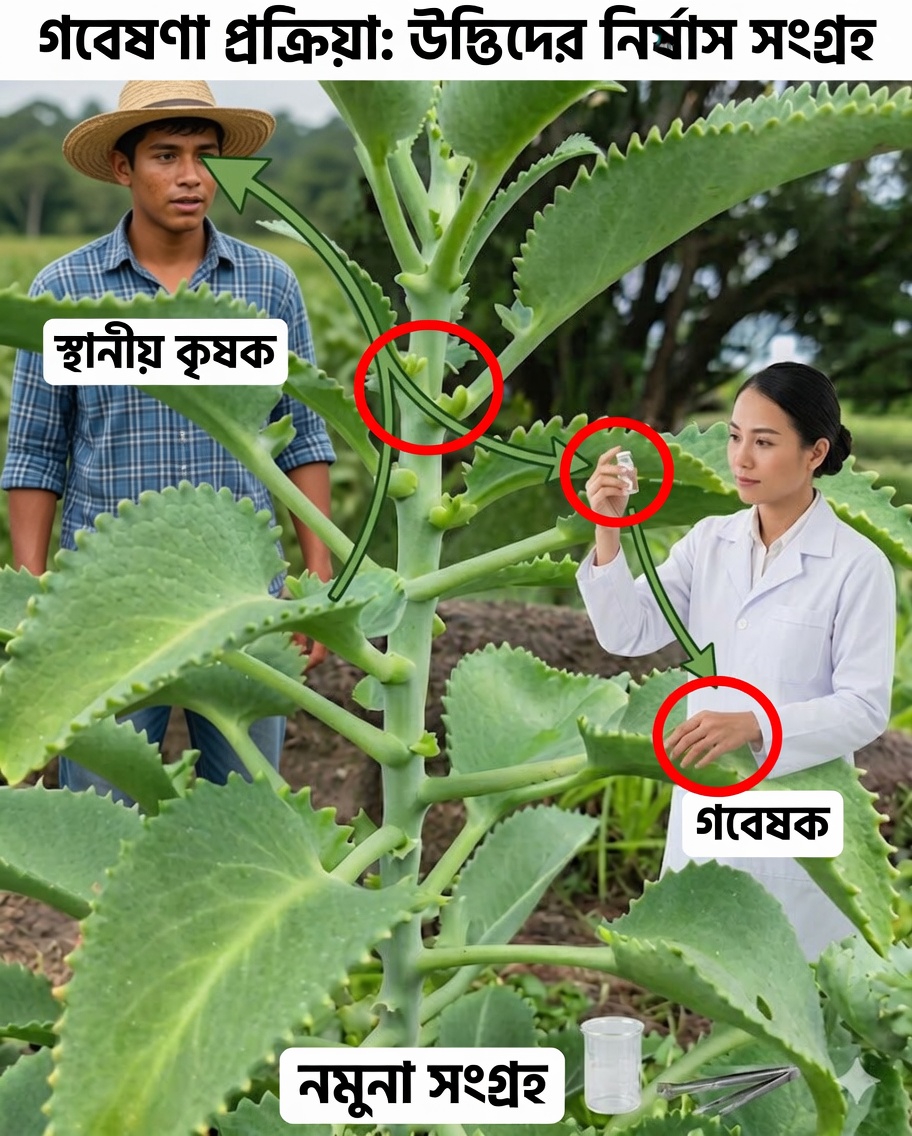 কালানকোয়ে: ১৫টি উপকারিতা, কীভাবে এটি সঠিকভাবে গ্রহণ করবেন, বিস্তারিত রেসিপি এবং জরুরি পরামর্শ