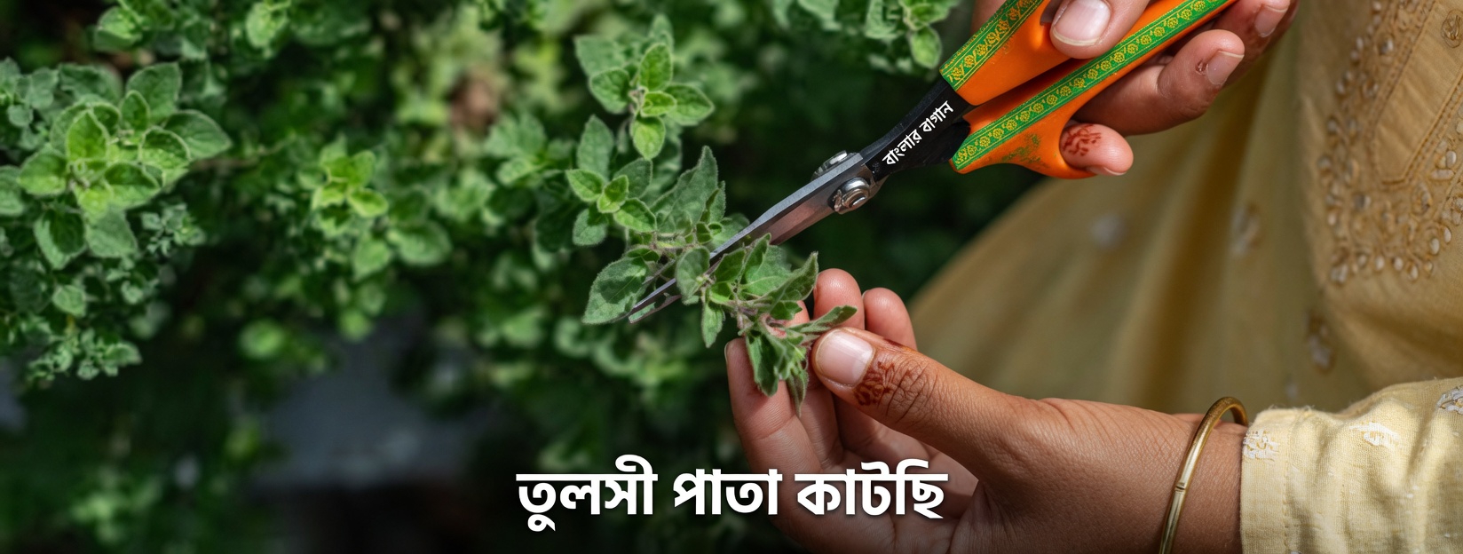 অরেগানো কীভাবে আপনার দৈনন্দিন সুস্থতার রুটিনকে আশ্চর্যজনক উপায়ে সহায়তা করতে পারে তা আবিষ্কার করুন