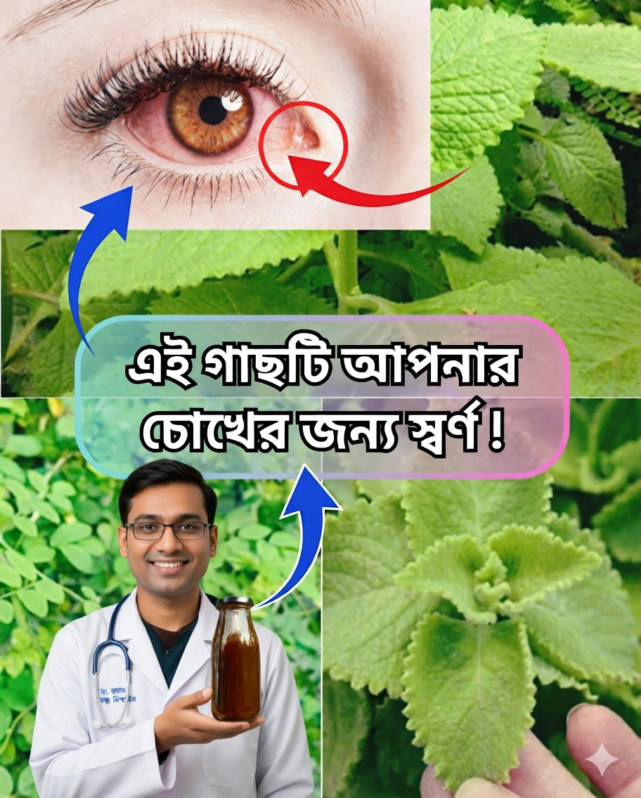 চোখের স্বাস্থ্যের জন্য ওরিগান ওরেখোন: উপকারিতা, প্রাকৃতিক প্রতিকার এবং ব্যবহারের পদ্ধতি 🌿👁️