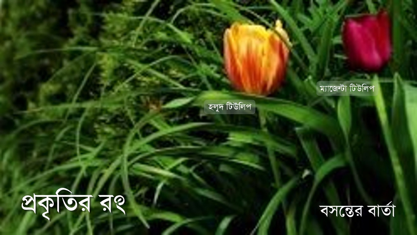 Ageratum conyzoides (বিলিগোট উইড): ১৫টি অবিশ্বাস্য উপকারিতা এবং এটি কীভাবে ব্যবহার করবেন