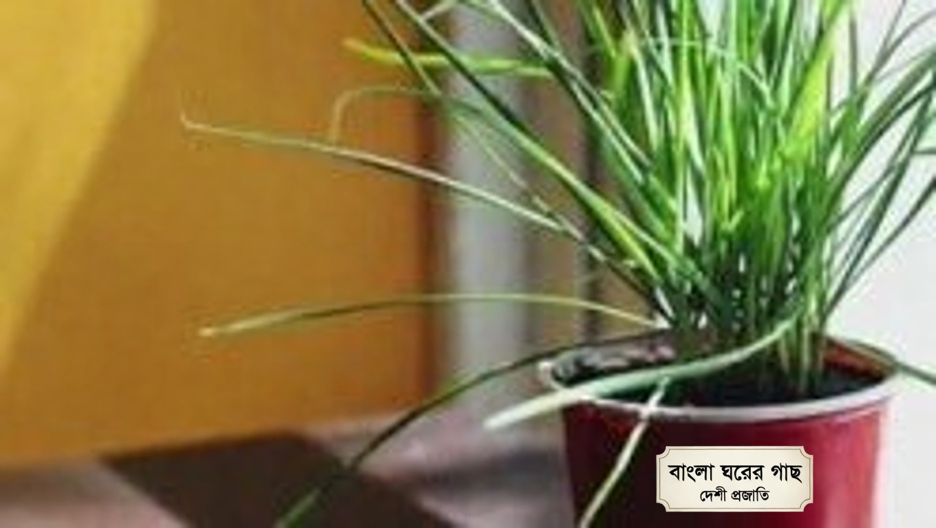 Ageratum conyzoides (বিলিগোট উইড): ১৫টি অবিশ্বাস্য উপকারিতা এবং এটি কীভাবে ব্যবহার করবেন