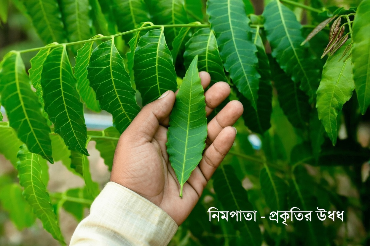 অল্প-পরিচিত এশীয় পাতাটি প্রাকৃতিক স্বাস্থ্য মহলে নীরবে সবার নজর কাড়ছে
