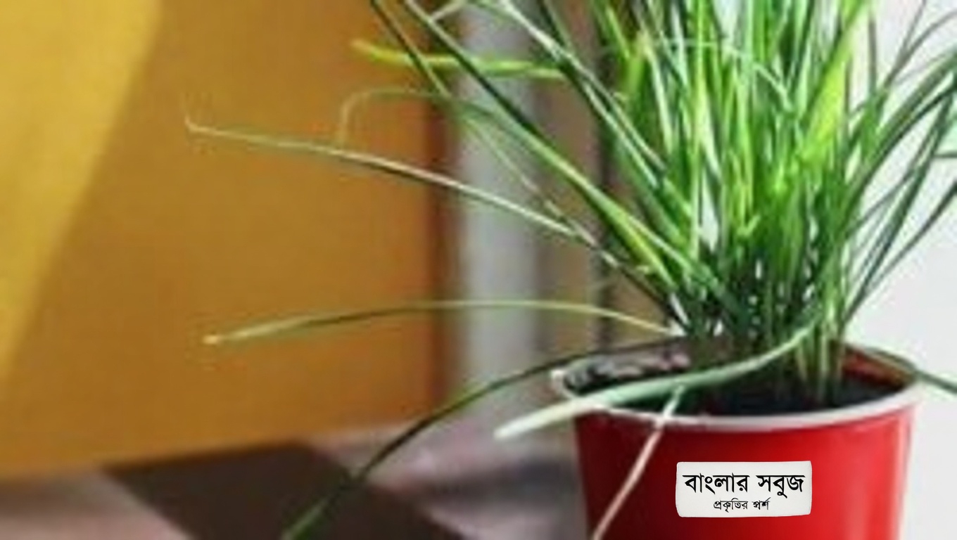 মধু লোকাস্ট গাছের লুকানো শক্তি: উপকারিতা ও ঘরোয়া ব্যবহার