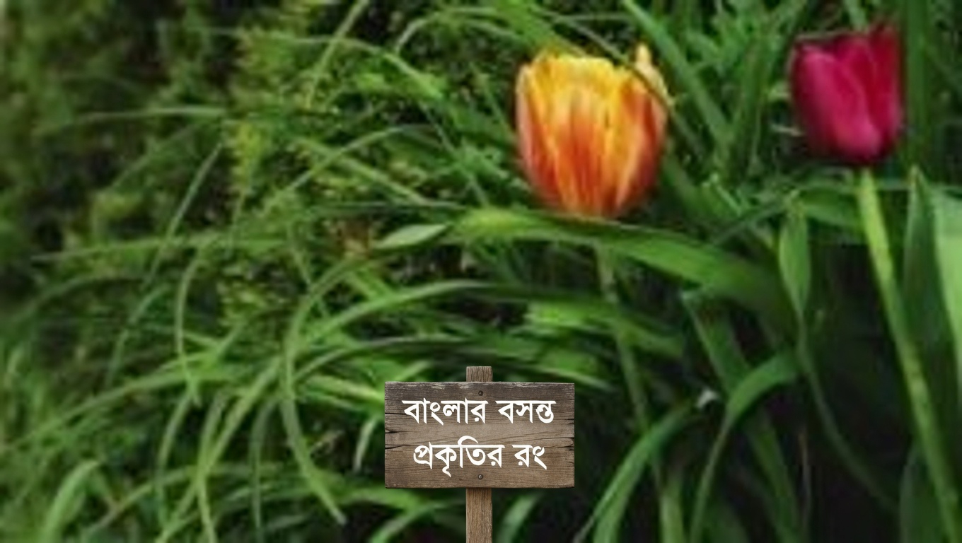 মধু লোকাস্ট গাছের লুকানো শক্তি: উপকারিতা ও ঘরোয়া ব্যবহার