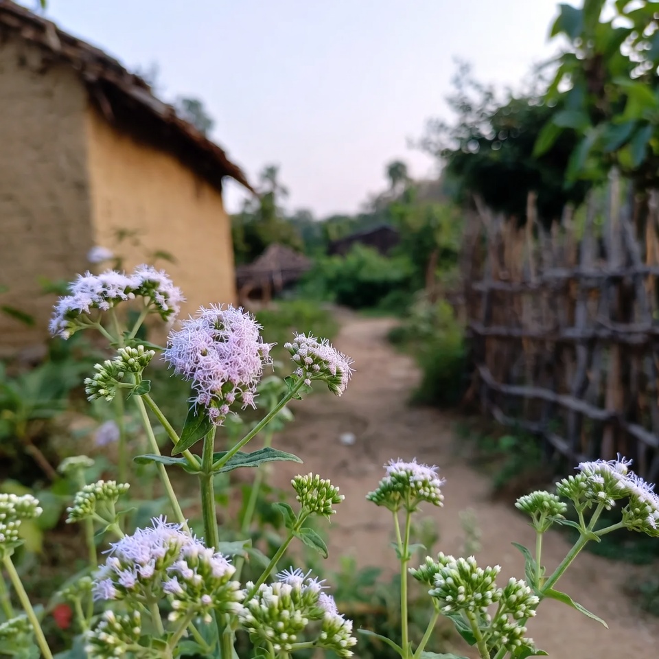 বাড়িতে দৈনন্দিন সুস্থতার জন্য ছাগলঘাস (Ageratum conyzoides) ব্যবহারের ১৫টি অজানা উপায়