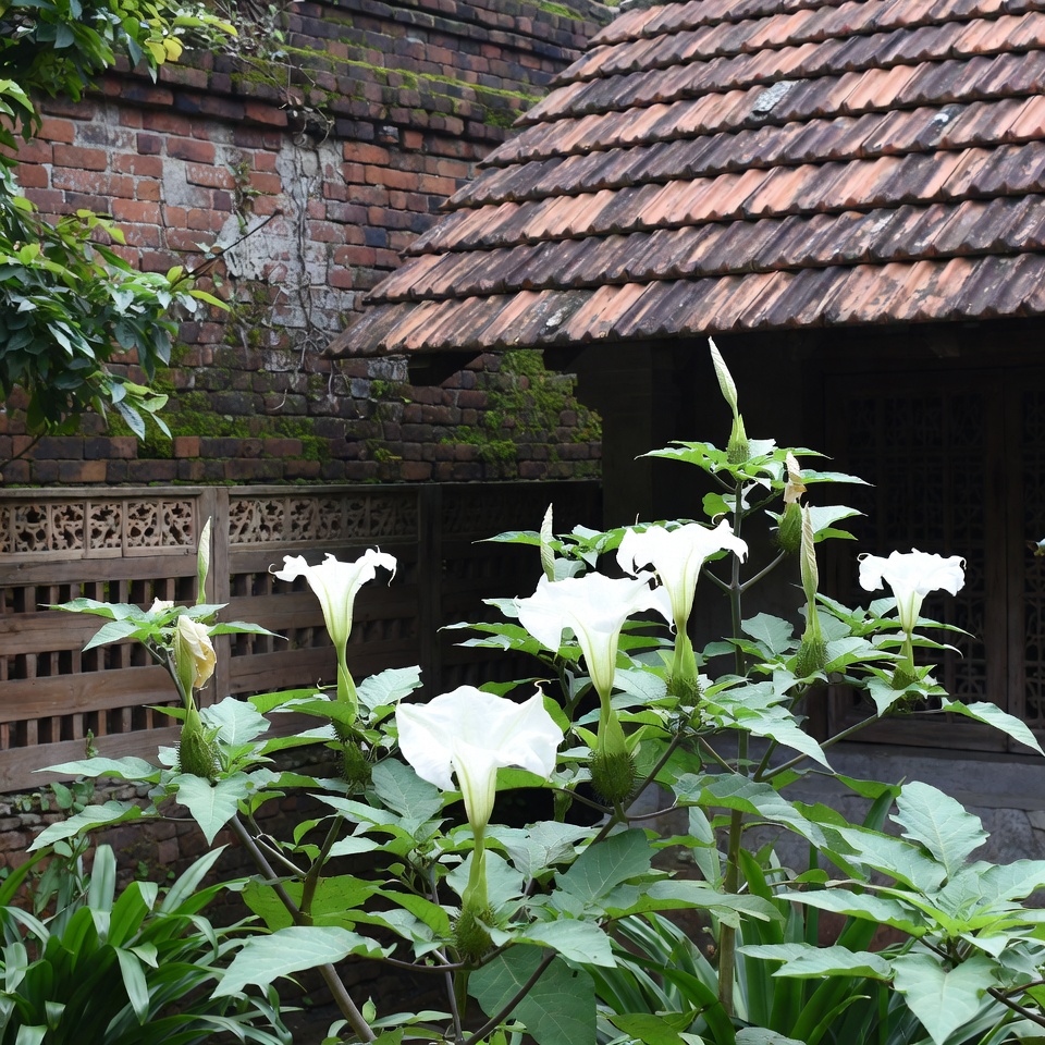 আপনার বাগান ও আশপাশে ধুতুরা গাছ কীভাবে নিরাপদে শনাক্ত করবেন: জরুরি টিপস ও অভ্যাসের গাইড