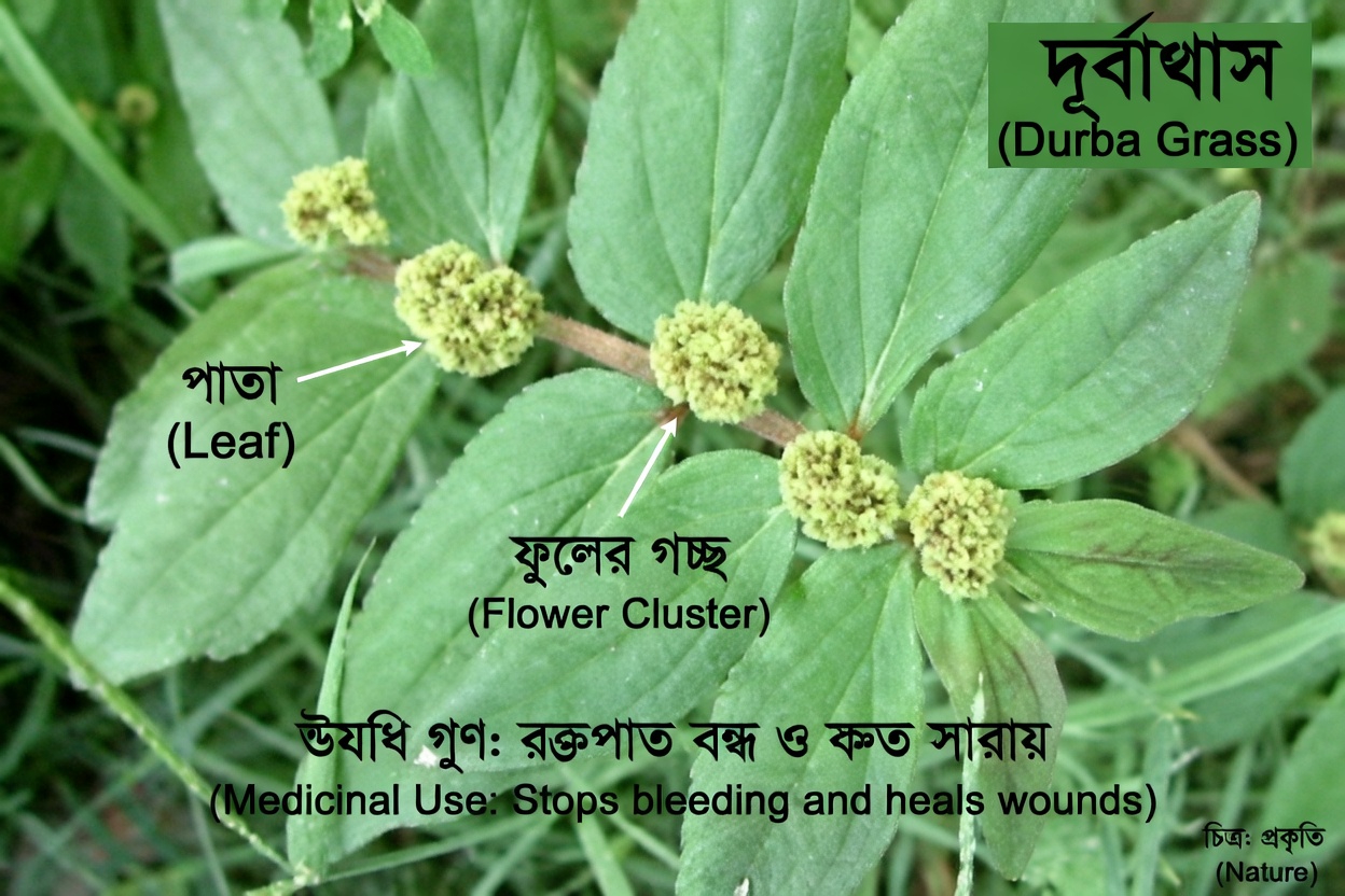 ফুসফুসের স্বাস্থ্যে প্রাকৃতিকভাবে সহায়তার জন্য বাড়ির আঙিনার একটি সাধারণ ভেষজের লুকানো শক্তি উন্মোচন করুন