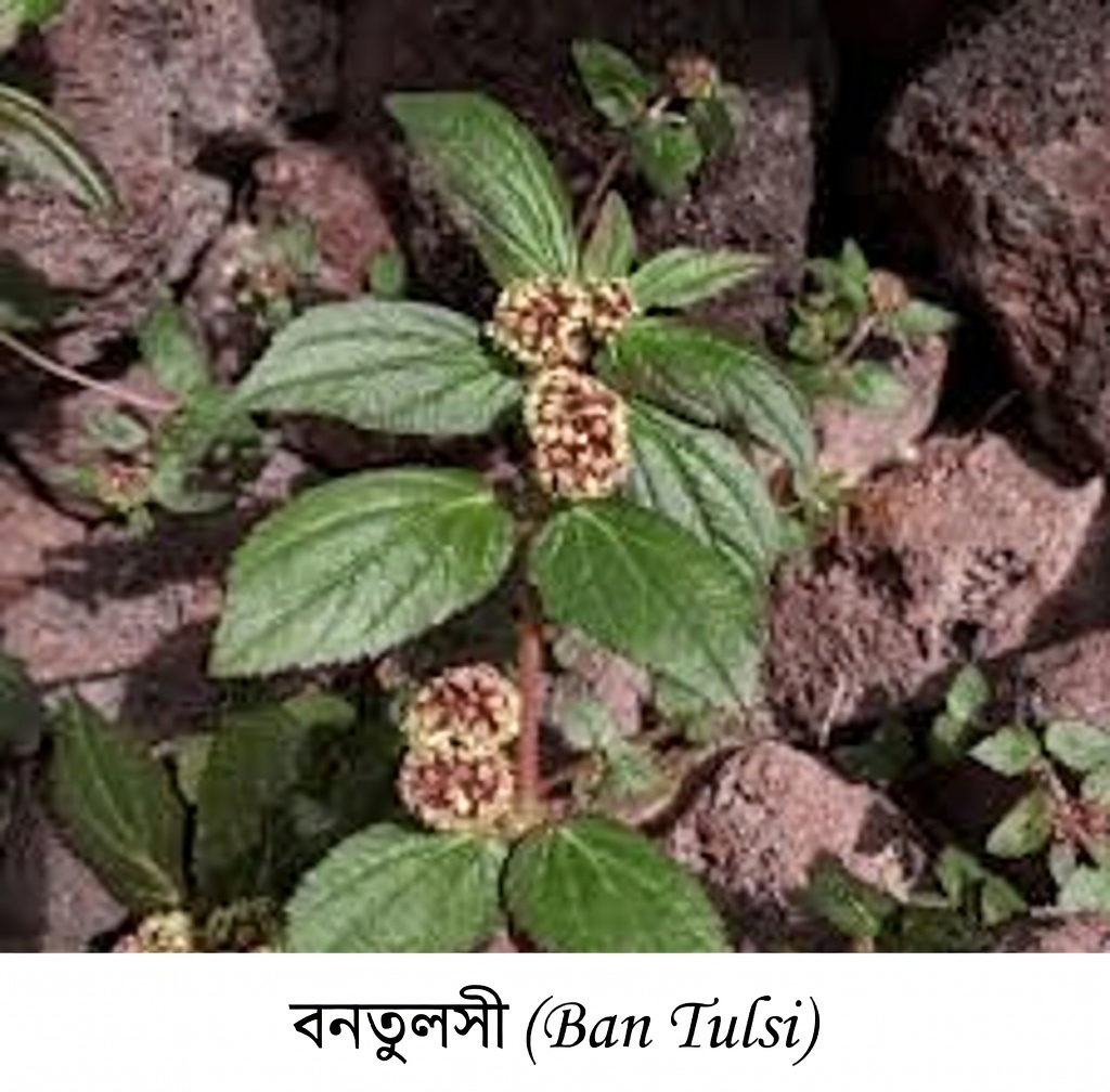 ফুসফুসের স্বাস্থ্যে প্রাকৃতিকভাবে সহায়তার জন্য বাড়ির আঙিনার একটি সাধারণ ভেষজের লুকানো শক্তি উন্মোচন করুন