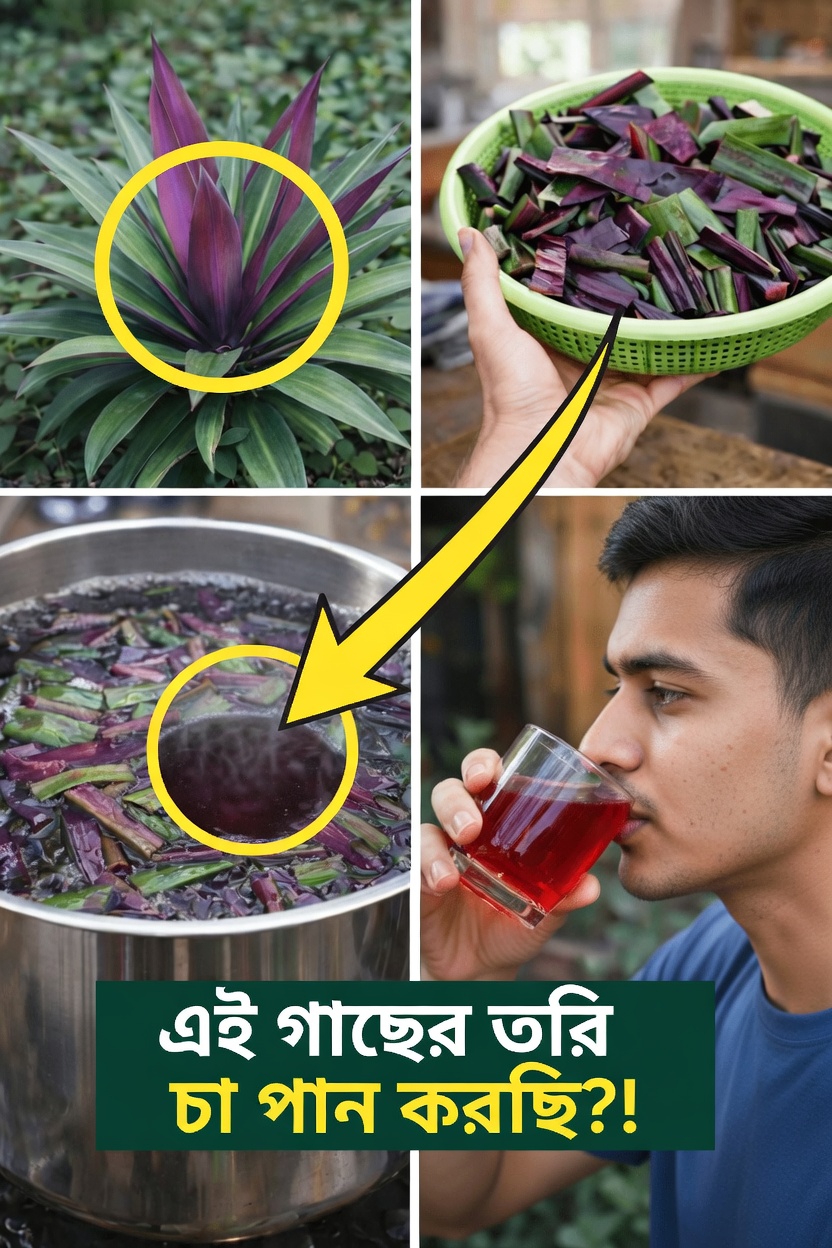 সামগ্রিক সুস্থতা ও প্রাণশক্তি বজায় রাখতে আপনার দৈনন্দিন অভ্যাসে মোজেস-ইন-দ্য-ক্রেডল উদ্ভিদটি কীভাবে ব্যবহার করবেন তা জানুন