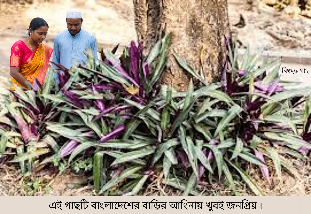 সামগ্রিক সুস্থতা ও প্রাণশক্তি বজায় রাখতে আপনার দৈনন্দিন অভ্যাসে মোজেস-ইন-দ্য-ক্রেডল উদ্ভিদটি কীভাবে ব্যবহার করবেন তা জানুন