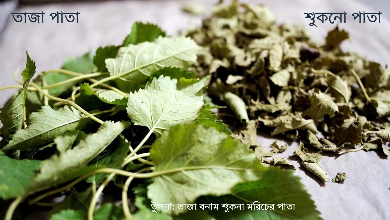 তুঁত পাতাকে কী বিশেষ করে তোলে?