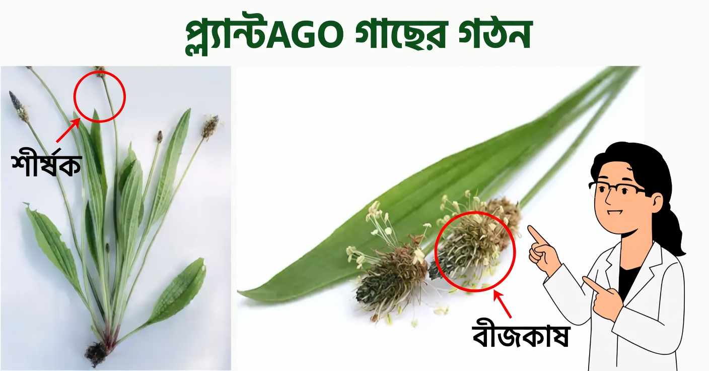 প্লান্টাগো ল্যান্সিওলাটা: প্রায় সবকিছুই সারিয়ে তোলে যে বুনো উদ্ভিদটি