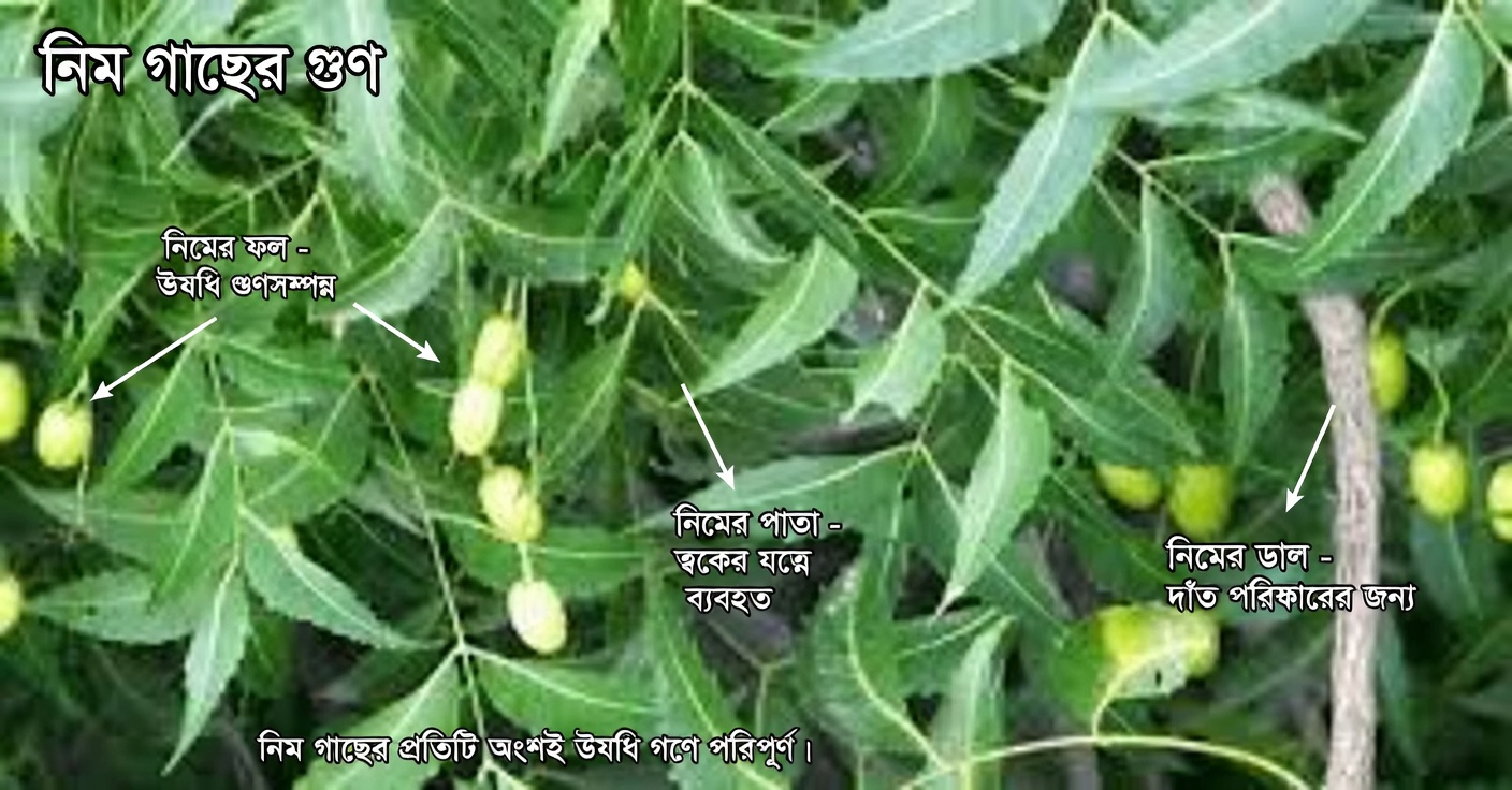 ৬০-এর বেশি বয়সী আমেরিকানদের জন্য যে এক তিতা পাতা নীরবে ওষুধের বাক্সকে অচল করে দিচ্ছে