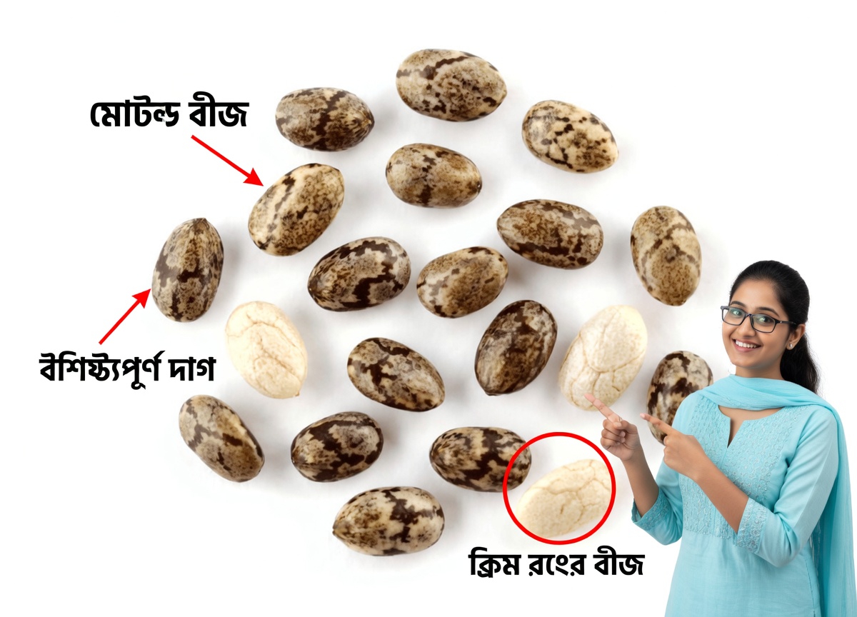 তিনটি ক্ষুদ্র বীজের লুকানো শক্তি: কীভাবে জাপানের দীর্ঘায়ুর গোপন রহস্য ৬০-এর পর আপনার দৃষ্টি রক্ষা করতে পারে