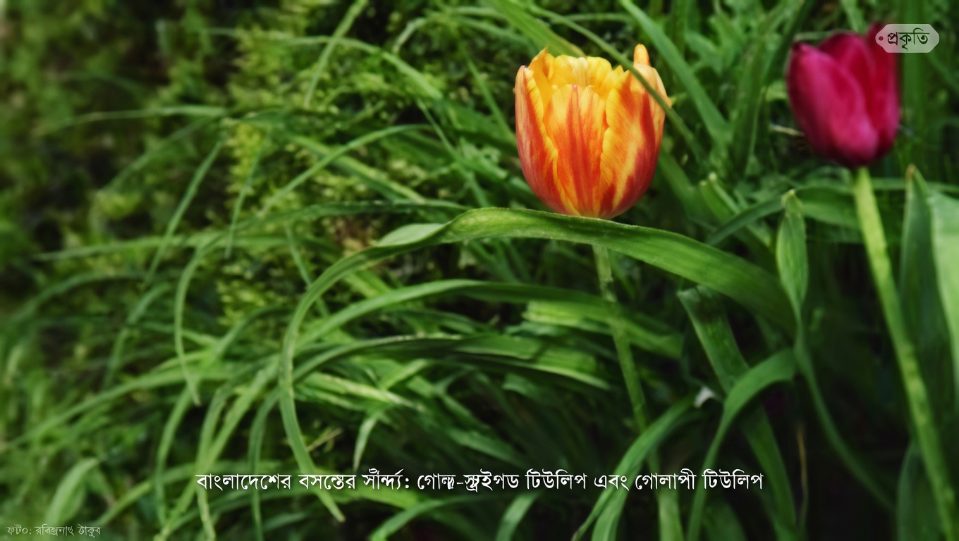 ক্যালেন্ডুলা অফিসিনালিসের শীর্ষ ১২টি স্বাস্থ্য উপকারিতা