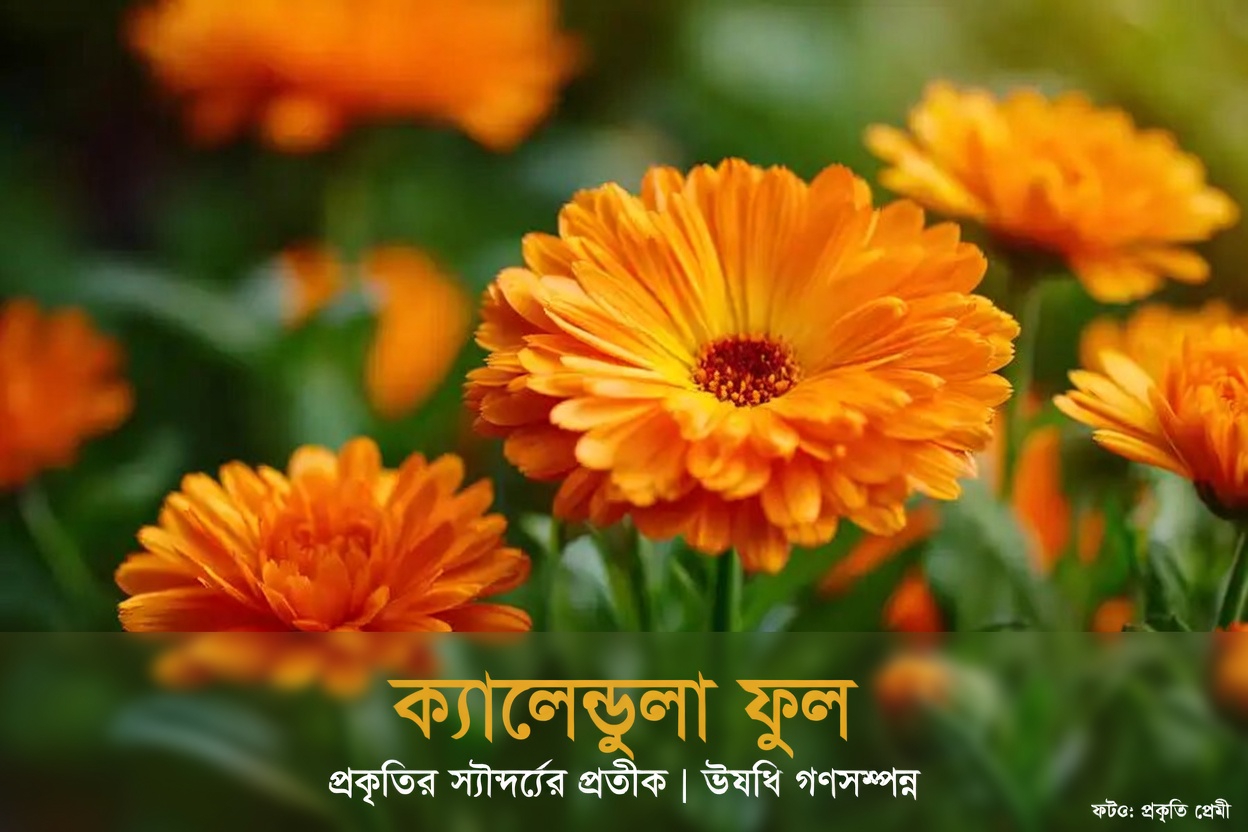 ক্যালেন্ডুলা অফিসিনালিসের শীর্ষ ১২টি স্বাস্থ্য উপকারিতা