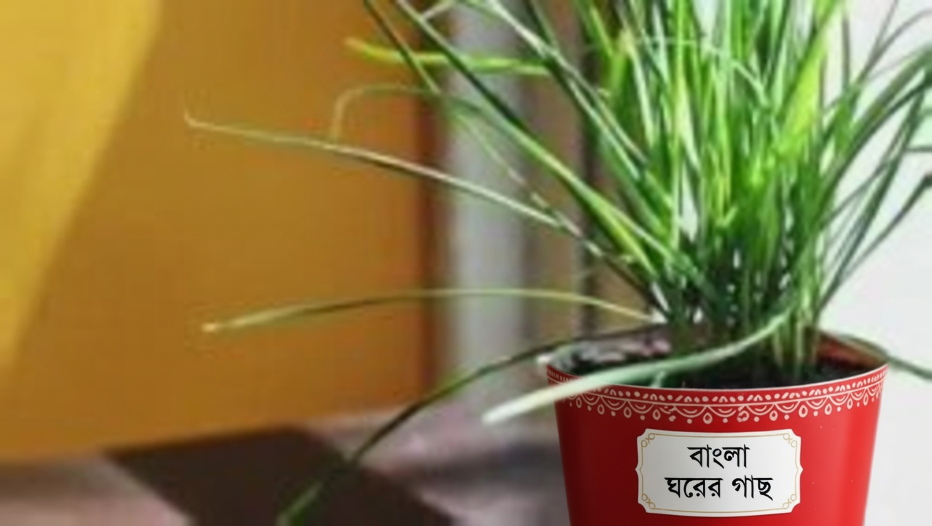 হর্স চেস্টনাট: ফুলে যাওয়া পা এবং আরও অনেক কিছুর জন্য সবচেয়ে শক্তিশালী প্রাকৃতিক প্রতিকার…