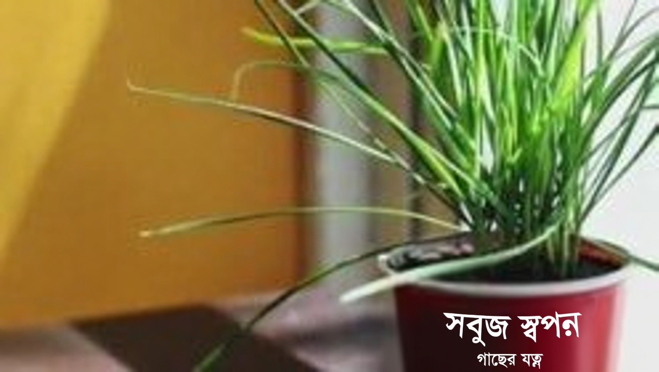 রেড ক্লোভার: ১৫টি আশ্চর্যজনক উপকারিতা এবং এই আরোগ্যকারী ভেষজটি কীভাবে ব্যবহার করবেন