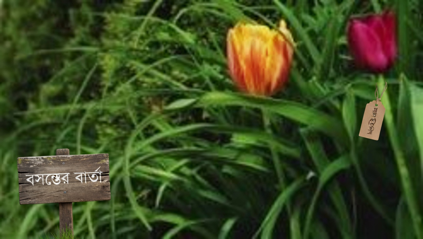 রেড ক্লোভার: ১৫টি আশ্চর্যজনক উপকারিতা এবং এই আরোগ্যকারী ভেষজটি কীভাবে ব্যবহার করবেন