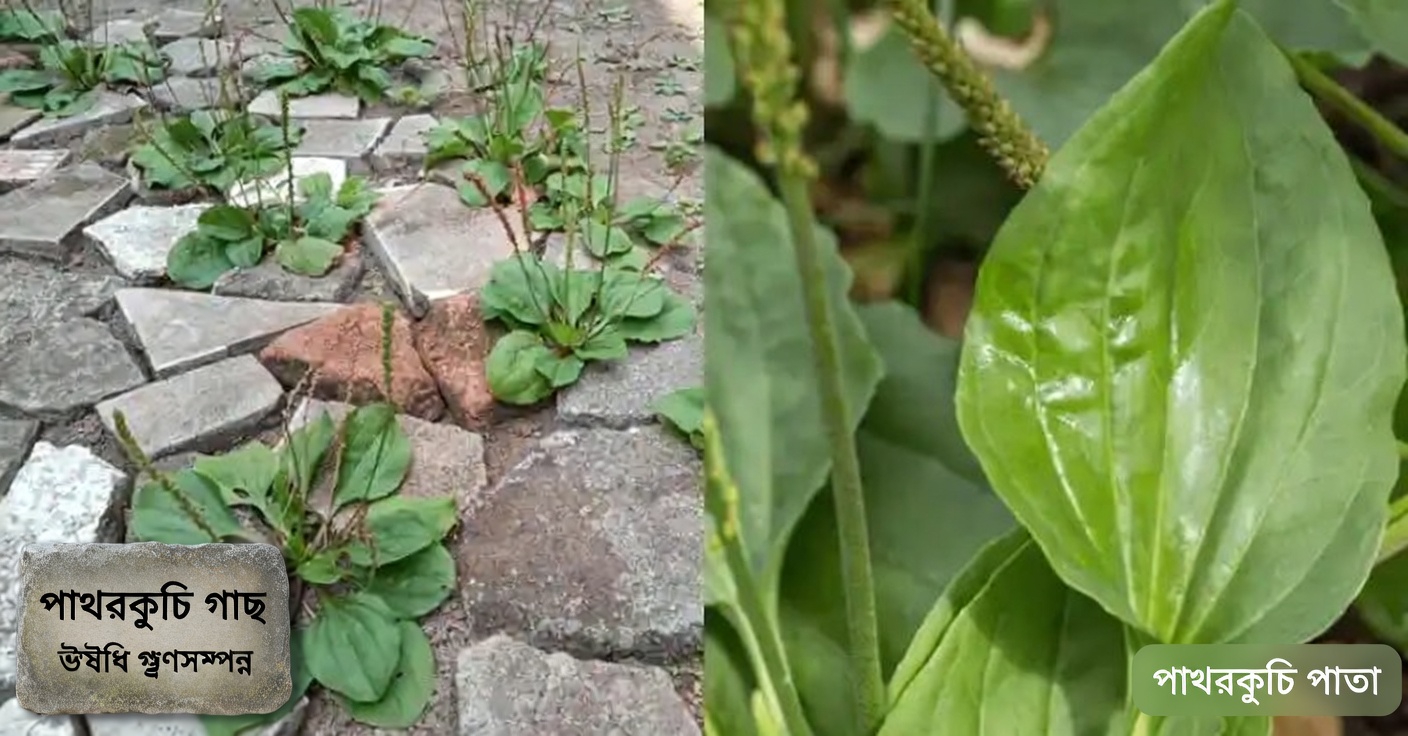 আগাছা নাকি বিস্ময়? এই ৪টি সাধারণ উদ্ভিদের লুকানো সম্পদ আবিষ্কার করুন