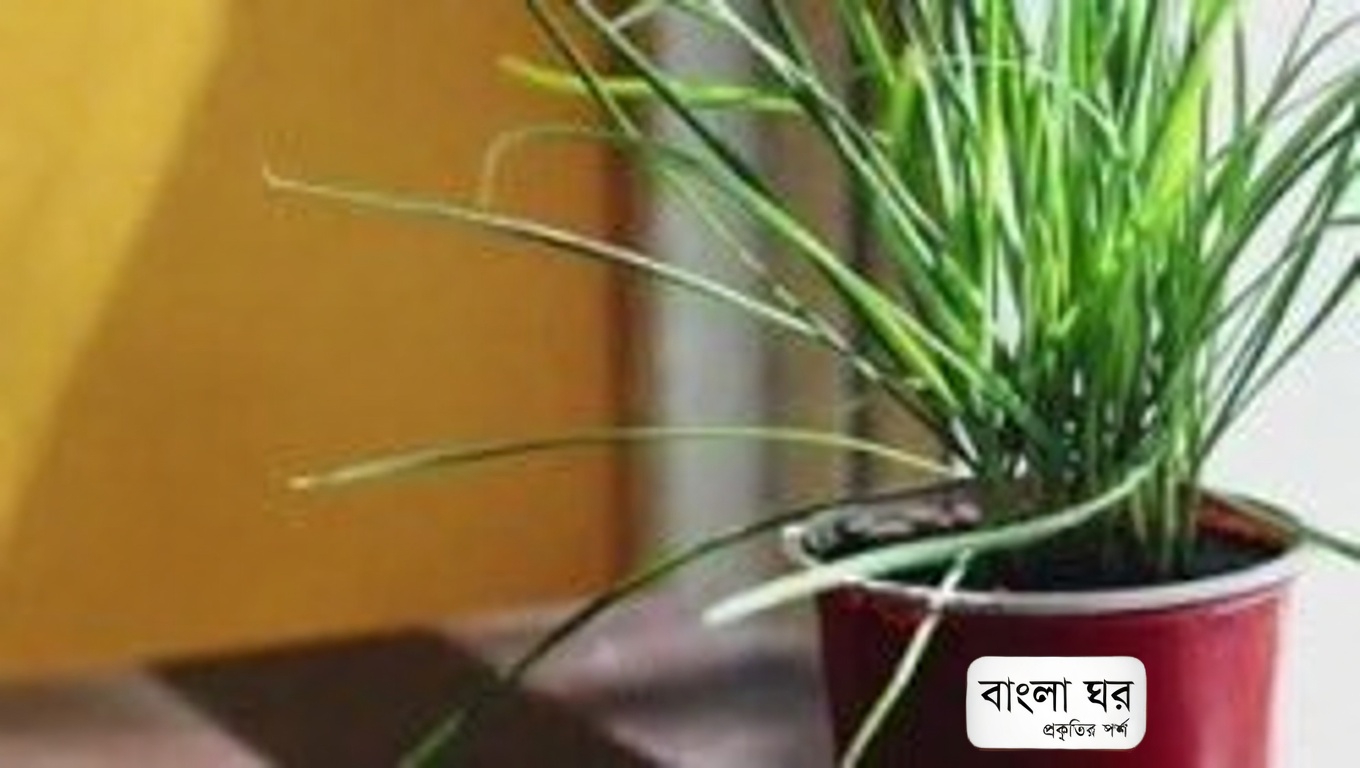 হর্সউইড (এরিজেরন কানাডেনসিস): ২০টি আশ্চর্যজনক উপকারিতা এবং এটি কীভাবে ব্যবহার করবেন