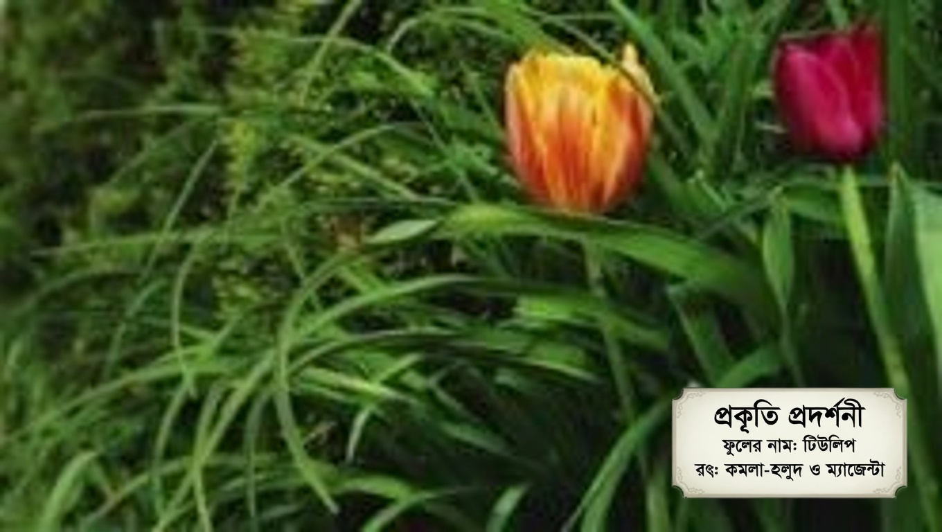 হর্সউইড (এরিজেরন কানাডেনসিস): ২০টি আশ্চর্যজনক উপকারিতা এবং এটি কীভাবে ব্যবহার করবেন