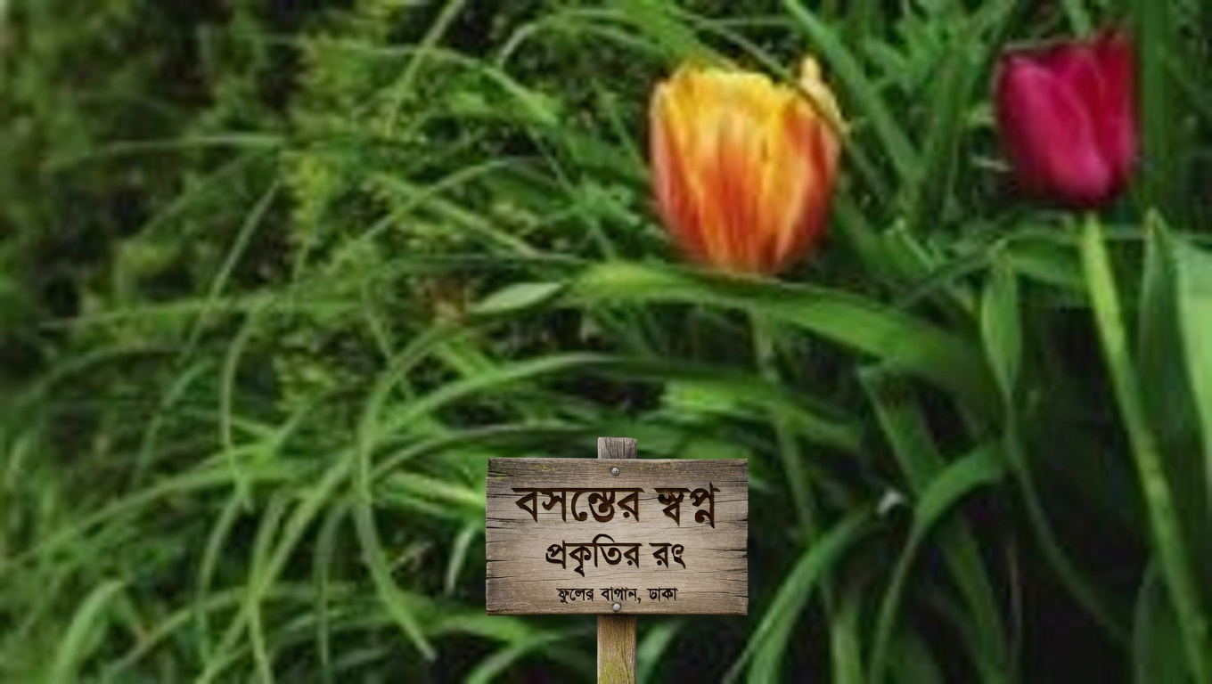 হোয়াইট ডেডনেটল (ল্যামিয়াম অ্যালবাম): ১০টি শক্তিশালী উপকারিতা এবং ঘরোয়া ব্যবহার
