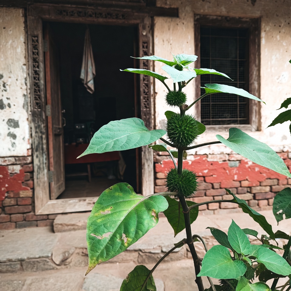 ডাটুরা স্ট্রামোনিয়াম: লুকানো ঝুঁকিসহ একটি শক্তিশালী ভেষজ – আপনার যা কিছু জানা দরকার