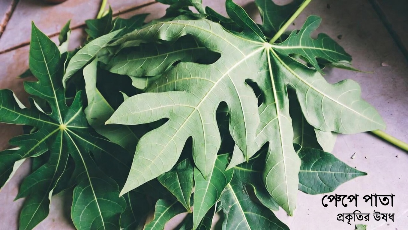 চুলের যত্নে পেঁপে পাতার সম্ভাবনা অন্বেষণ: বিবেচনার যোগ্য একটি প্রাকৃতিক বিকল্প