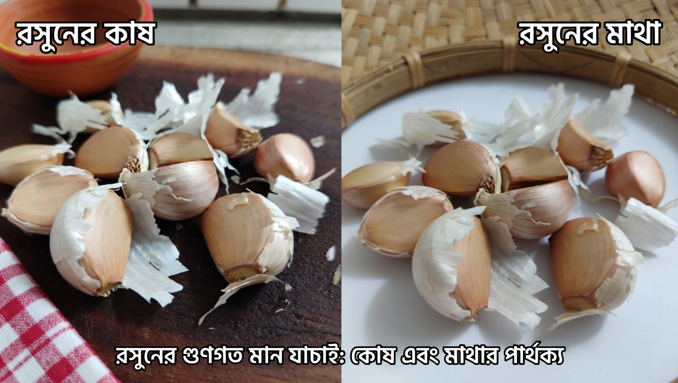 রসুন কি আপনার রোগপ্রতিরোধ ক্ষমতাকে সমর্থন করার জন্য একটি শক্তিশালী প্রাকৃতিক সহায়ক? জেনে নিন বিজ্ঞান কী বলে