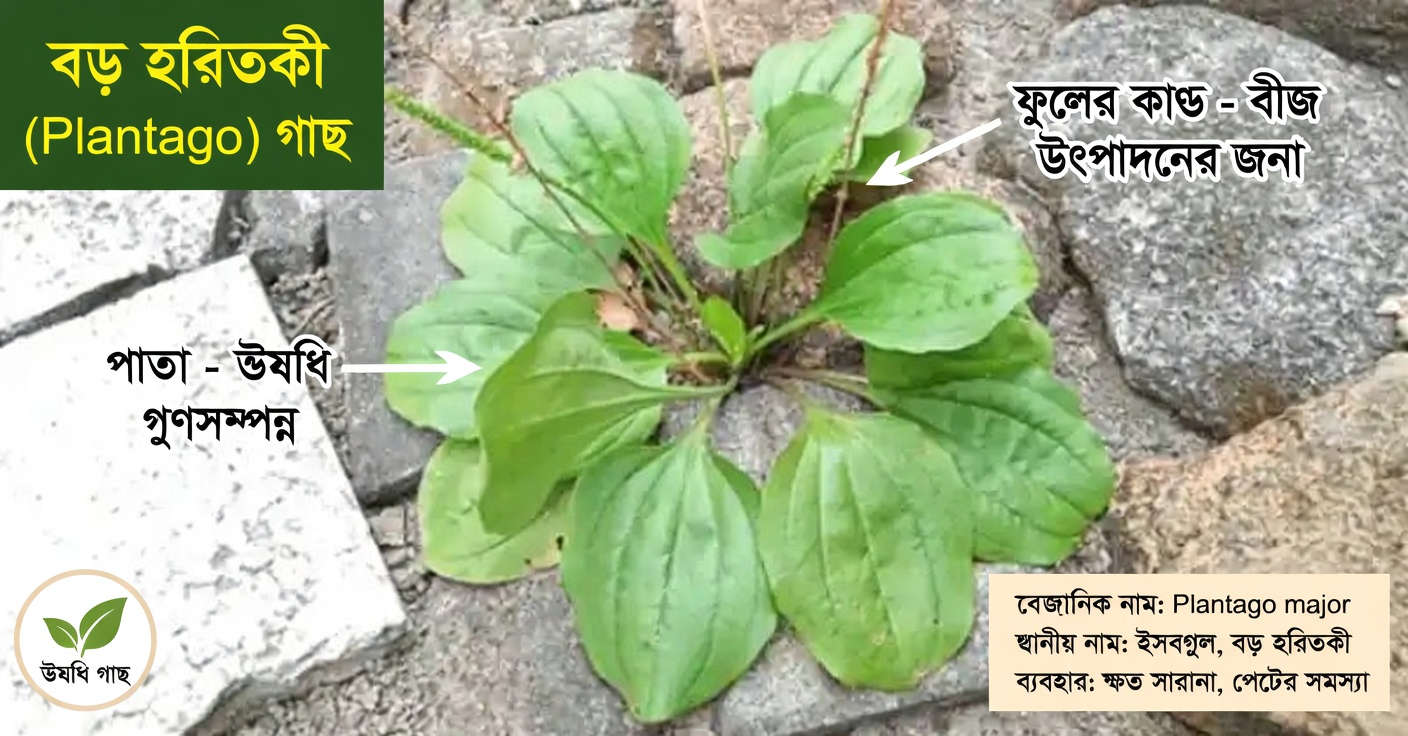 ব্রডলিফ প্লান্টেইন (প্ল্যান্টাগো মেজর)-এর ৩০টি অবিশ্বাস্য উপকারিতা