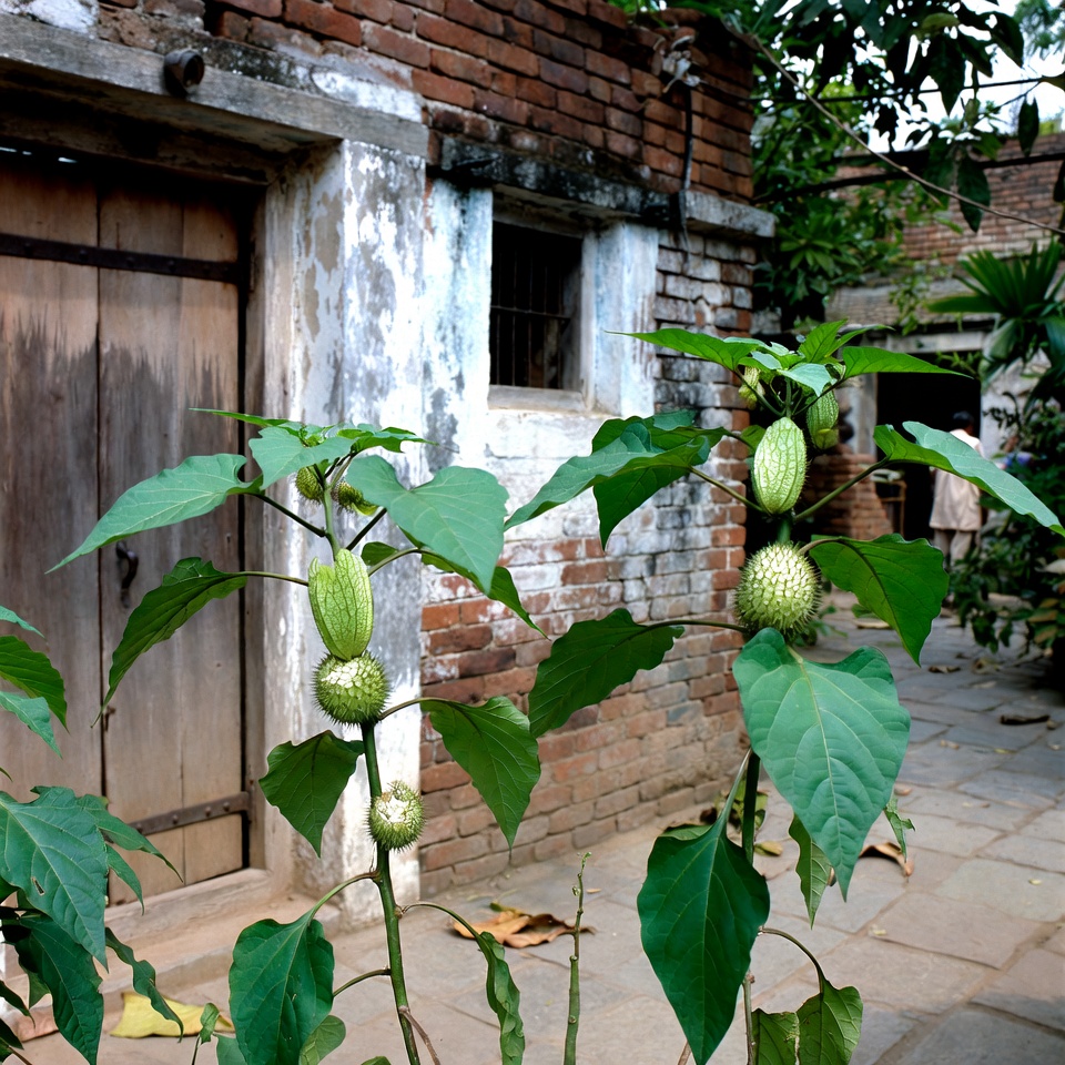 ডাটুরা স্ট্রামোনিয়াম: রহস্যময় কাঁটা আপেল গাছ