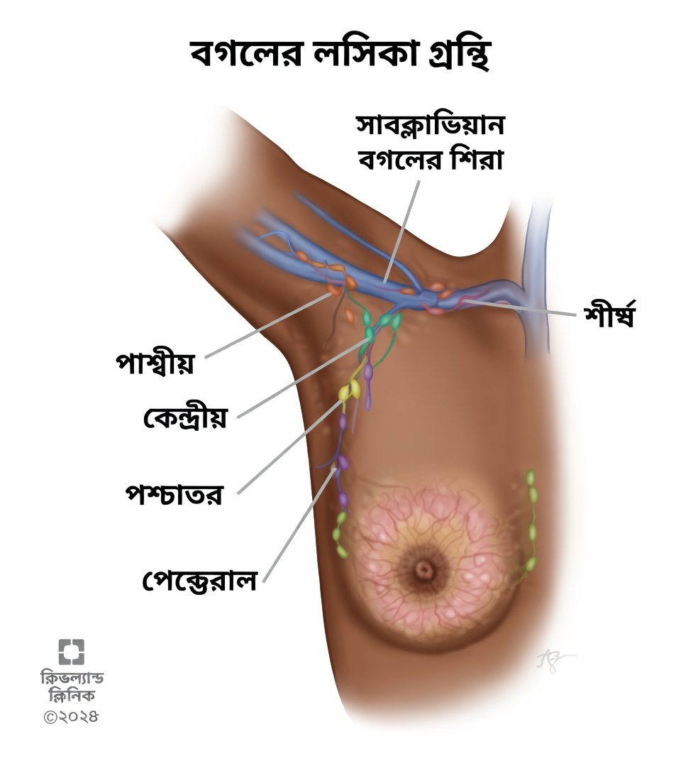 বগলের লিম্ফ নোড সম্পর্কে সহজ ব্যাখ্যা এবং দৈনন্দিন অভ্যাস যা আপনার শরীরের উপরের অংশকে আরও হালকা ও সমর্থিত অনুভব করতে সাহায্য করে