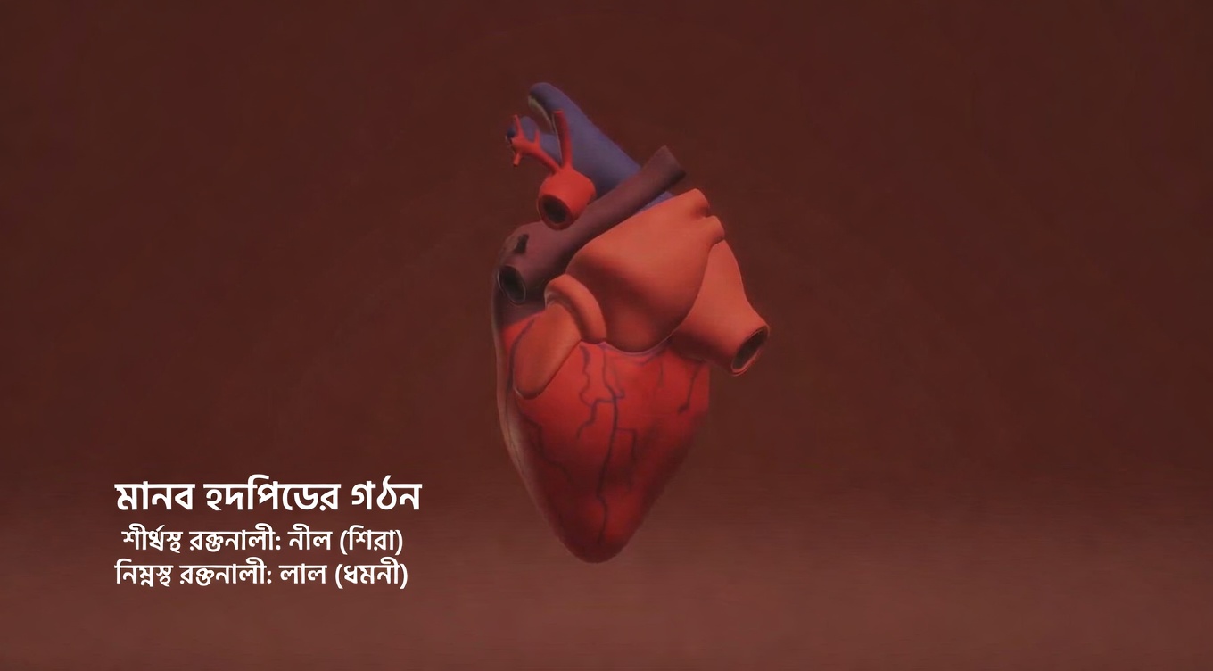 প্রাকৃতিক অ্যান্টিবায়োটিক যা অল্প কয়েকটি চিকিৎসার পরেও মূত্রথলি ও কিডনির সংক্রমণে সাহায্য করে