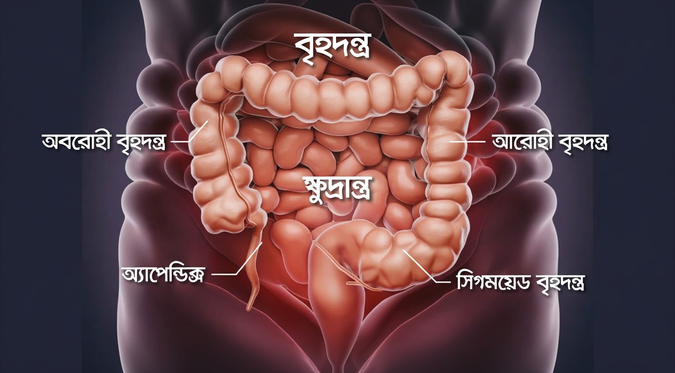 প্রাকৃতিক অ্যান্টিবায়োটিক যা অল্প কয়েকটি চিকিৎসার পরেও মূত্রথলি ও কিডনির সংক্রমণে সাহায্য করে