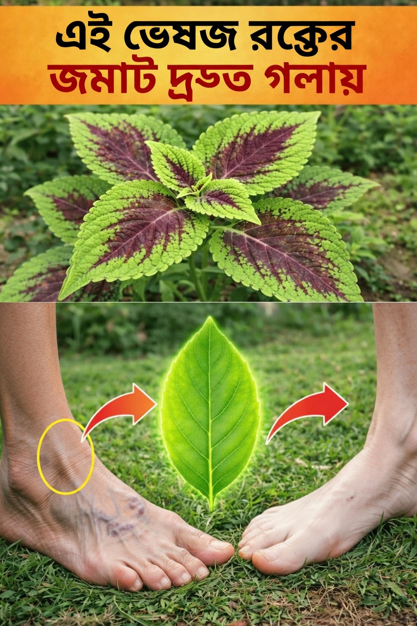 রক্ত সঞ্চালন কী এবং কেন এটি গুরুত্বপূর্ণ