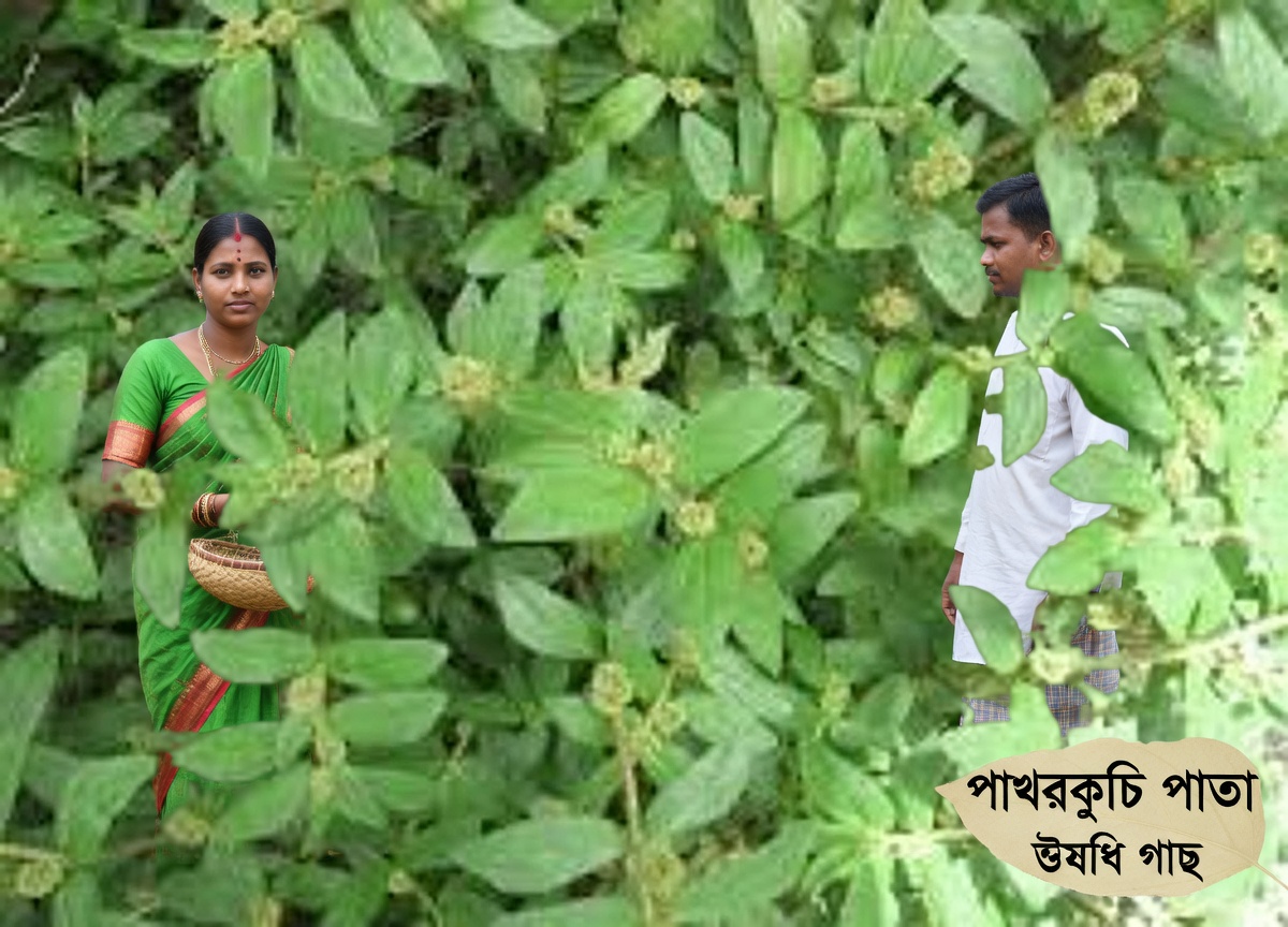 দৈনন্দিন সুস্থতার জন্য বড়-পাতার মিল্কউইডের আশ্চর্যজনক সম্ভাব্য উপকারিতা আবিষ্কার করুন
